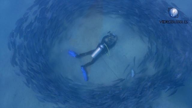 Red Sea Scuba Diving, The Best of.. from Sharm el Sheikh to Marsa Alam смотреть онлайн