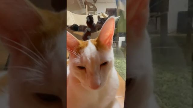 Marcy,Maro,2022/05~09,Short Video #cat смотреть онлайн