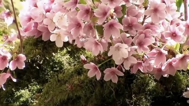 Весеннее дыхание Музыка души Spring breath Music of the soul YouTube смотреть онлайн