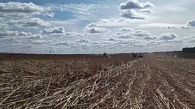 Могилів соняшник Lexion 580 i sunspid 12.7 смотреть онлайн