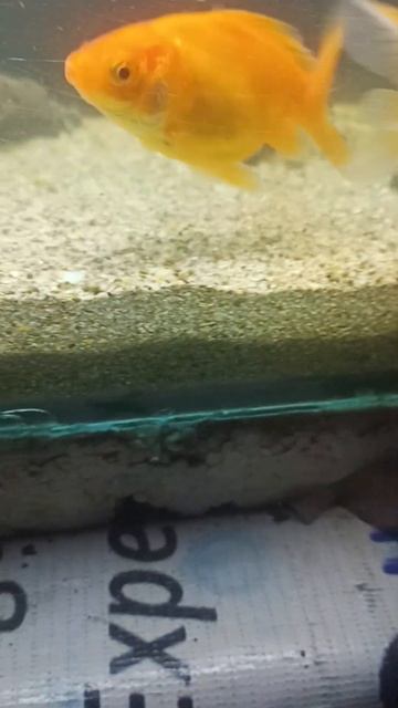 what you think they are hungry???? #youtubeshorts #viral #youtube #aquafishlovers #goldfish смотреть онлайн
