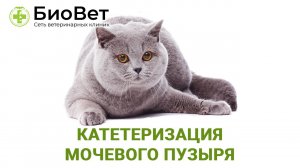 Катетризация мочевого пузыря