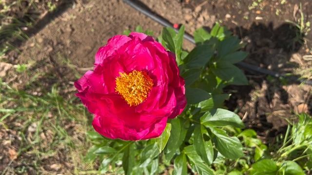 Zone 8b Garden in May 2023 season #flowergarden #davidaustinroses #peony #zone8b смотреть онлайн