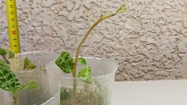 Макодес петола.mp4