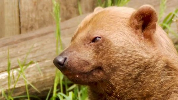 Кустарниковая собака. От древности до современности.