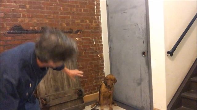 Dog afraid of Hair dryer ? Vacuum ? Do this to solve problem смотреть онлайн