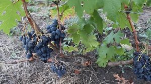 Виноград Ромбик