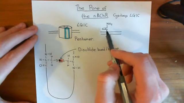 The Pore of the Nicotinic Acetylcholine Receptor Part 1 смотреть онлайн