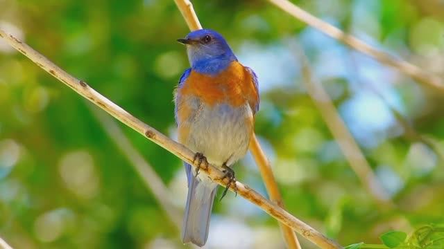 Планета птиц смотреть онлайн