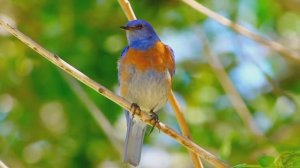 Планета птиц