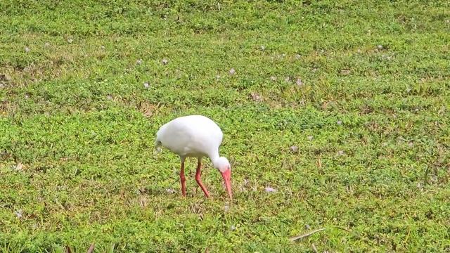 American White Ibis