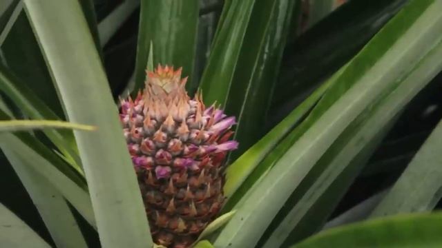 COME VENGONO PRODOTTI GLI ANANAS PIÙ BUONISSIMI DEL MONDO🍍| Come vengono LAVORATE 140.000 tonnellat смотреть онлайн
