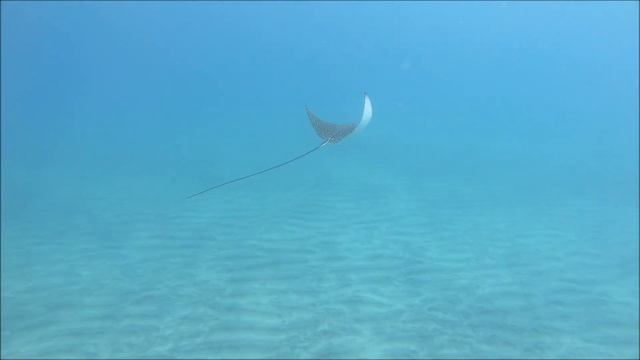 The Three Corners Equinox Beach Resort Marsa Alam смотреть онлайн