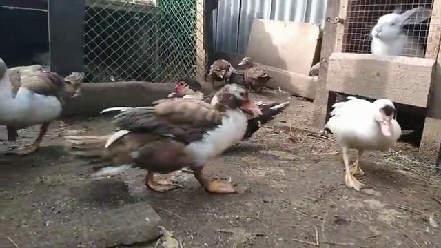 КАК СФОРМИРОВАТЬ ХОРОШЕЕ ПЛЕМЯ ИНДОУТОК?///ИНДОУТКИ НА ПЛЕМЯ/// смотреть онлайн