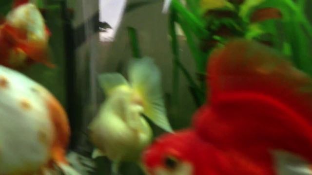 Ryukin, Ranchu смотреть онлайн