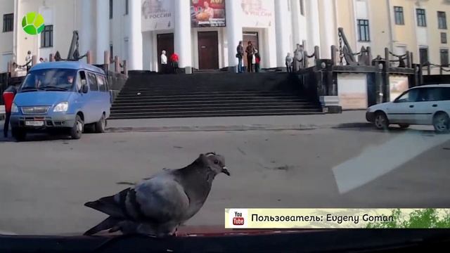 Звериный Репортер. Выпуск 13