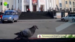 Звериный Репортер. Выпуск 13