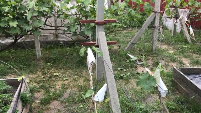 Кишмиш Юпітер - кишмиш Століття 10 - 0