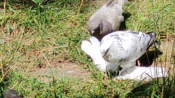 Сборная СССР