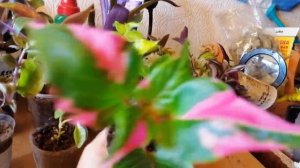 Черенки от Агрофирма Виола и не только спустя месяц))Все очень хорошо)) Обзор))