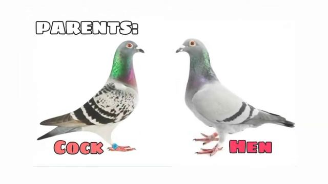RACING PIGEONS COLOR GENETICS | COLOR BREEDING CHART IN RACING PIGEONS | Kalapati | Racing Pigeon Y