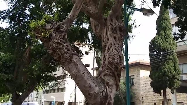 Удивительные деревья.