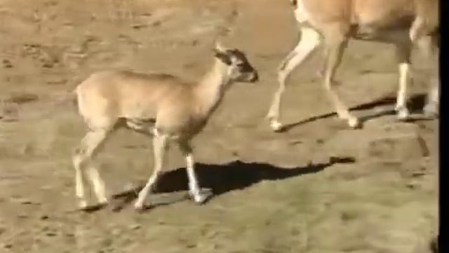 Russia’s Secret Animal (From Rare VHS Tape, FOR ARCHIVAL USE ONLY)