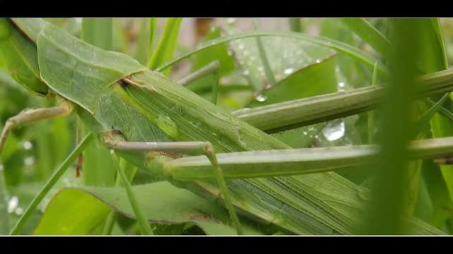 Acrida ungarica Greece by Theo Fotiadis смотреть онлайн