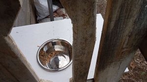 Как сделать станок для дойки коз.