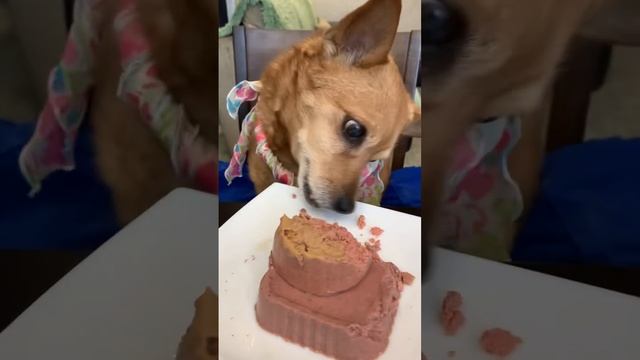 ДР у Рыжика! 15 лет. Рабочие моменты:)) смотреть онлайн