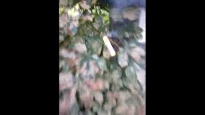 PETARDA FP3 (KOMETA) VS. GAŁĄZKA LIŚCIA