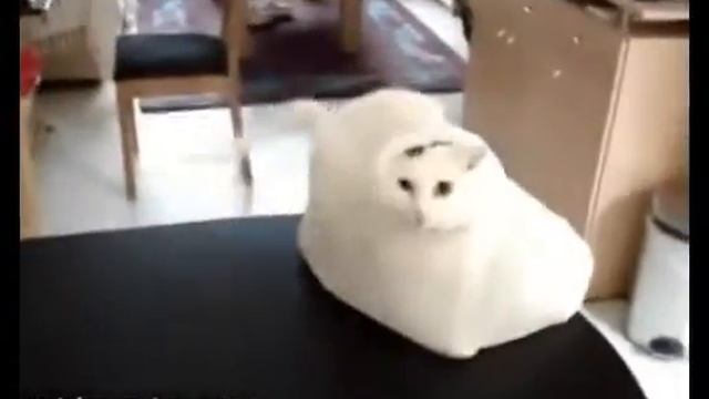 Кошак испугался пакета _ cat scared package смотреть онлайн