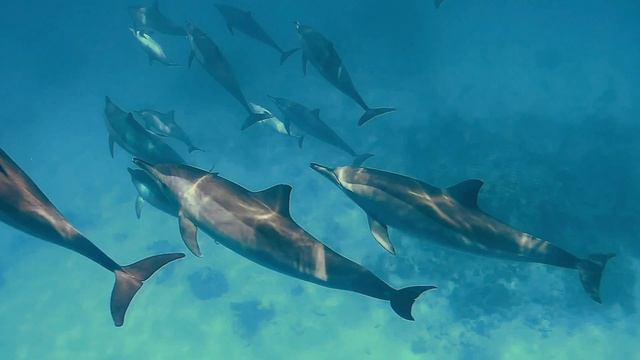Red Sea-  Snorkel - Marsa Alam - Dolphins Of Marsa Alam - Ägypten - Rotes Meer - Freitauchen