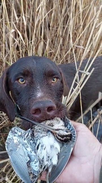 Джери Джека и Дюпель)) смотреть онлайн