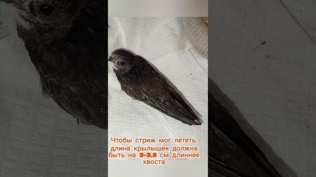 Как выхаживать стрижа? Подобрали стрижа, выкормили и отпустили стрижа в небо смотреть онлайн