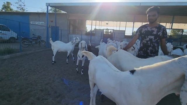 Bakro Ka Weight Gain | Leke Rakho Tyaari Pe | Ajwa Goat Farm. смотреть онлайн