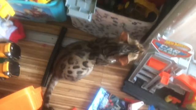 Мия и Юпи,день рождения Юпитера 2-ая часть @MagicPets