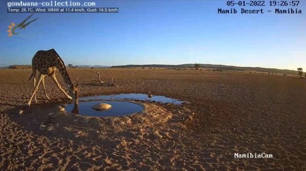 Как пьет жираф