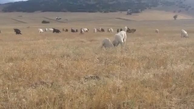 кангалы в поле