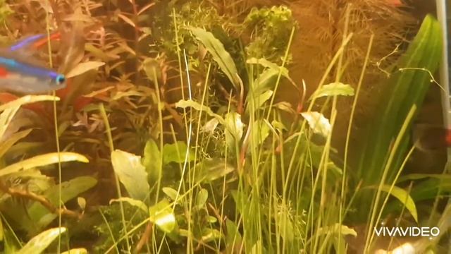 Мой аквариум смотреть онлайн