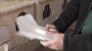 Ижевские желтогривые