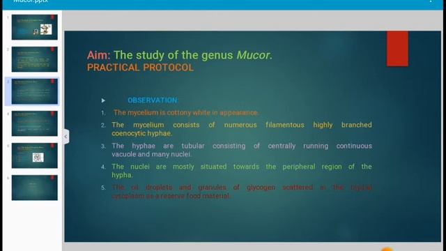 Mucor,Demostration of Practical смотреть онлайн