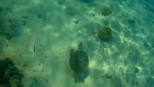 Marsa Alam caretta dream lagoon смотреть онлайн