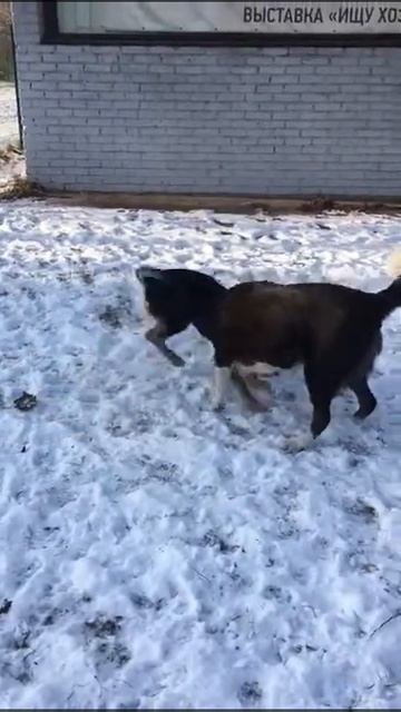 Марси и Масяня, собаки из приюта ЗооДом