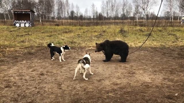 Туман и Гроза притравка по медведю смотреть онлайн