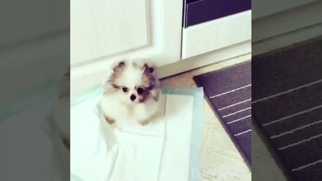 Микро шпиц!!! Девочка ожидаемый вес до 1,5кг продается!!! смотреть онлайн