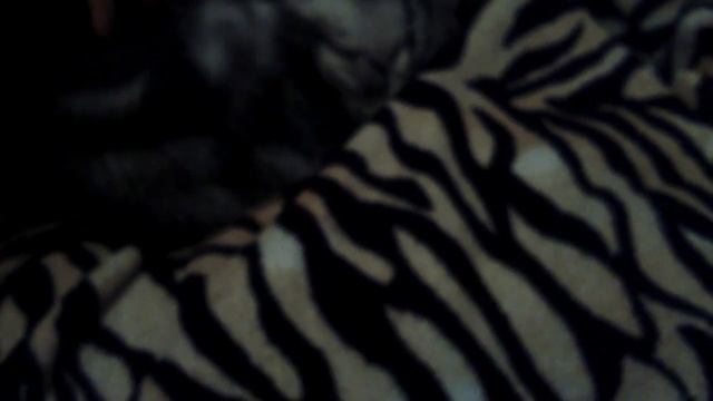 Мой котик Марс ! смотреть онлайн