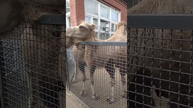 короли верблюды и красивая лама смотреть онлайн