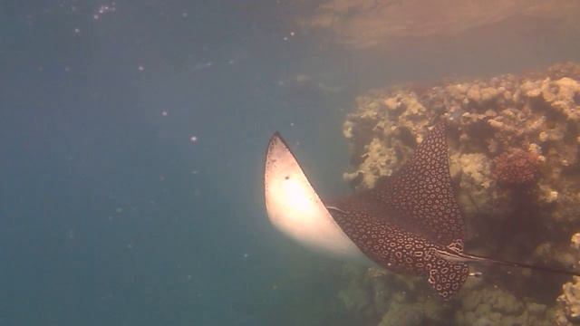 Adlerrochen vor dem Fantazia Resort Hausriff #fantaziaresort 2016 смотреть онлайн