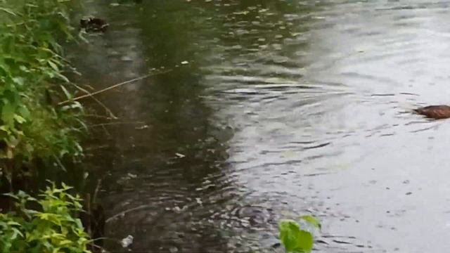 Дождь на пруду смотреть онлайн